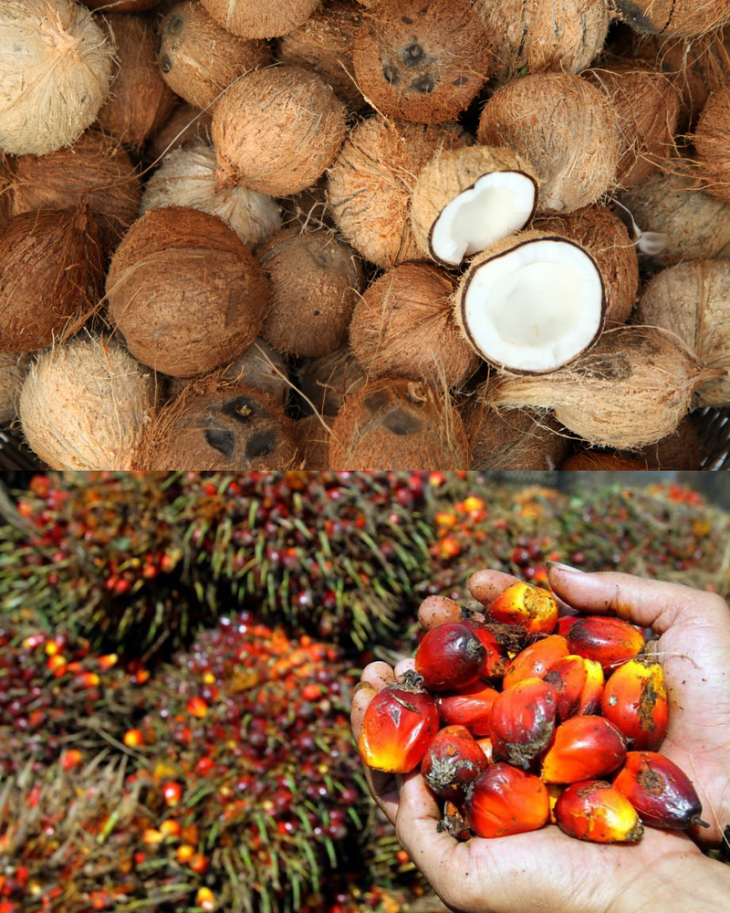 COCONUT vs. PALM MCT OIL